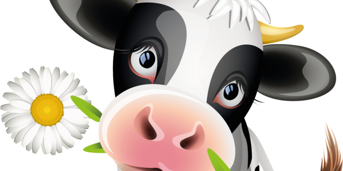 Cow Png - Cartoon Dairy Cow (700x350), Png Download