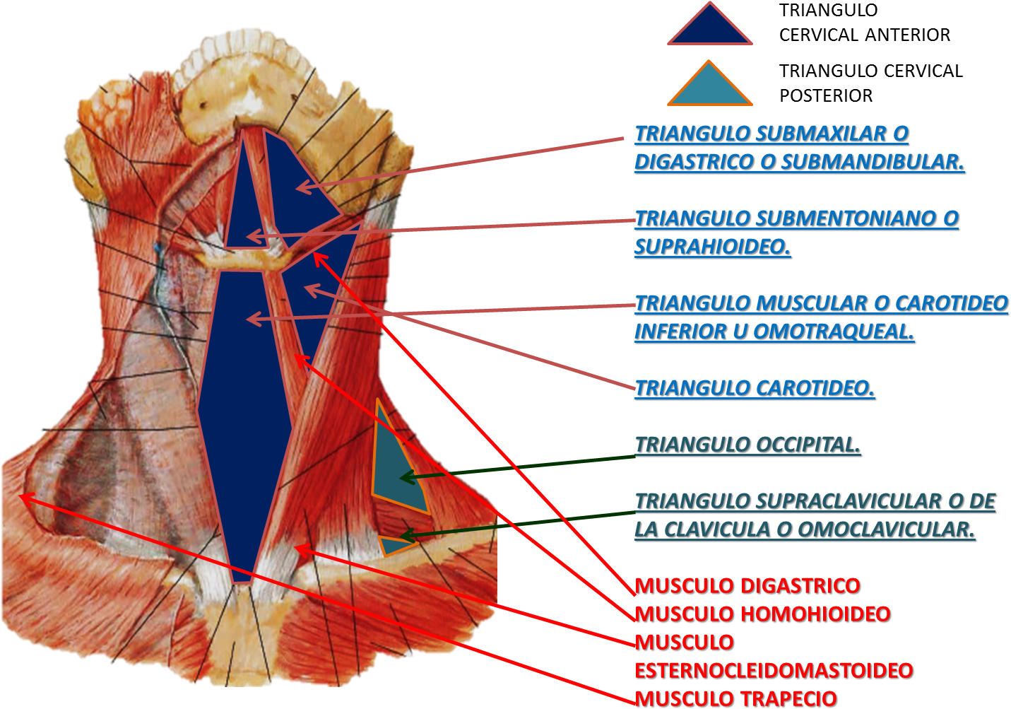 Superficial And Deep Muscles Of The Neck Anatomy (1459x1082), Png Download