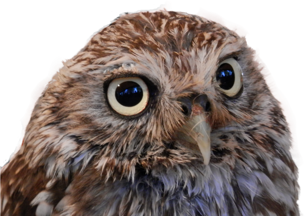 Owl Png - Little Owl Png (1024x768), Png Download