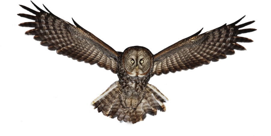 Owl Png, Gray Owl, Owl Pictures, Owl Patterns, Great - Owl Png (900x468), Png Download