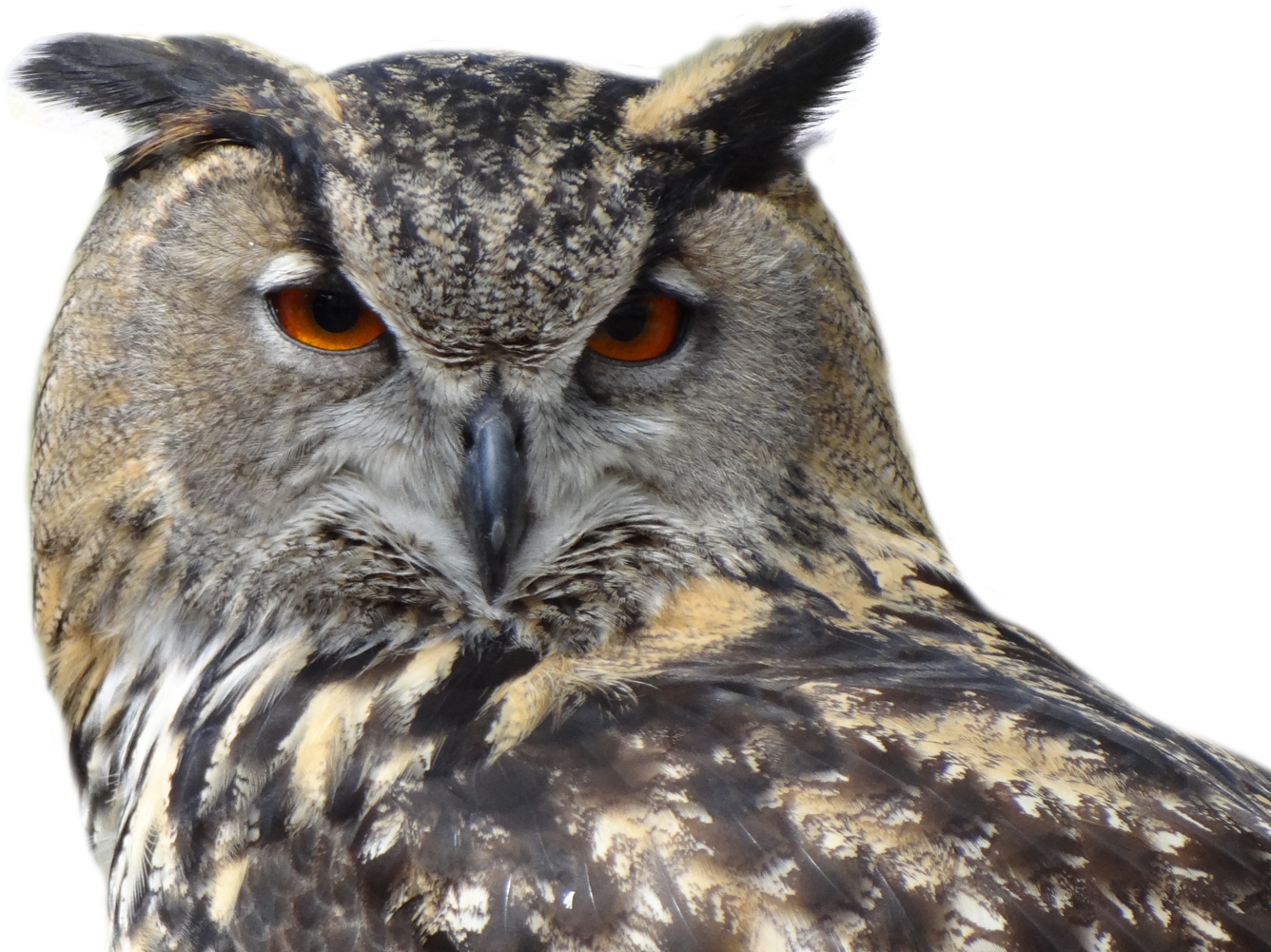 Download - Owl Transparent (1400x1065), Png Download
