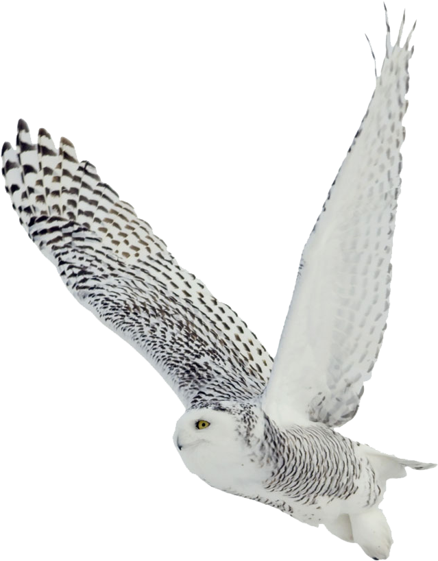 Download - Arctic Birds White Background (800x837), Png Download