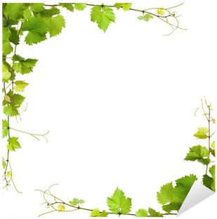 Bunch Of Green Vine Leaves And Grapes Vine Sticker - Wine Leaves Background (400x400), Png Download