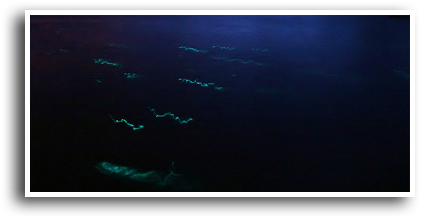 Glow Worms Are Seasonal, Their Mating Displays Only - Fish (850x458), Png Download