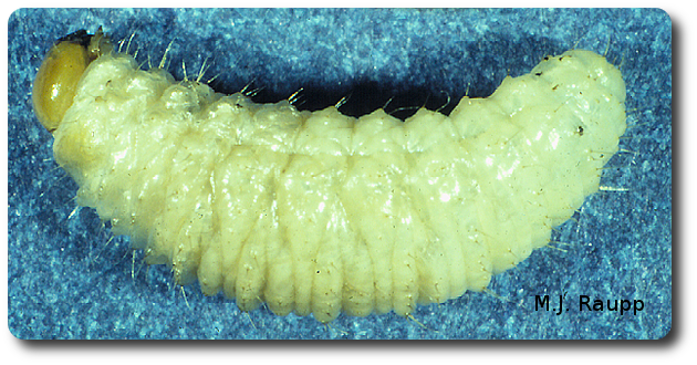 Legless Black Vine Weevil Grubs Can Murder Small Trees - Vine Weevil (630x330), Png Download