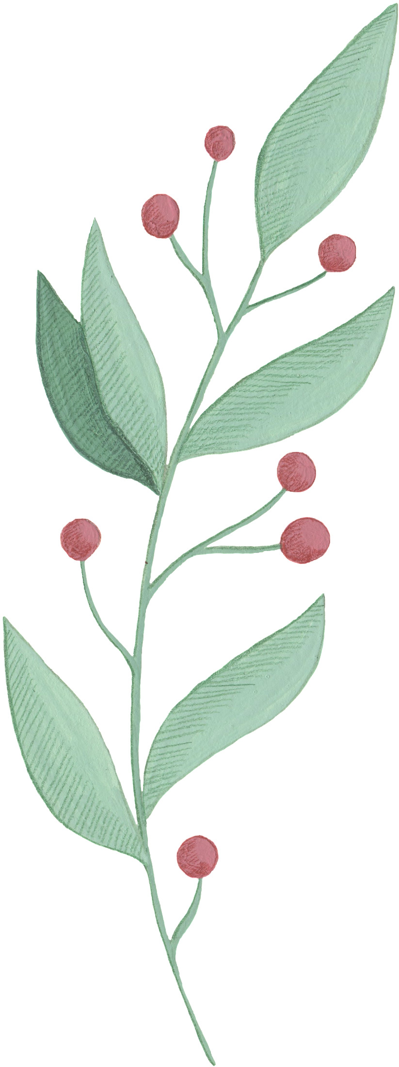 Cartoon Leaf Png Images - Portable Network Graphics (1024x2302), Png Download