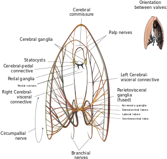 Neural Map Of A Giant Scallop - Nervous System Of Tilapia (400x343), Png Download