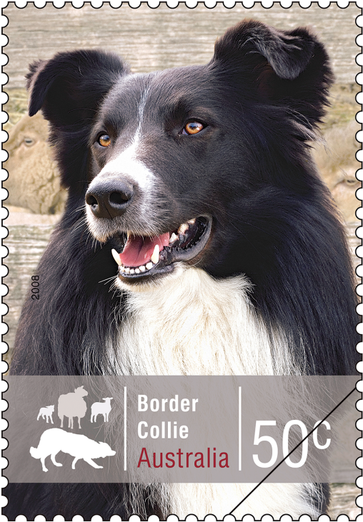 Favourite Stamp From - Border Collie (970x970), Png Download