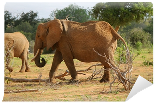 Elephant (400x400), Png Download