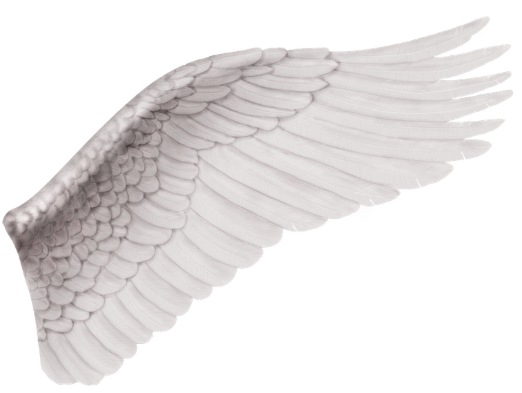 Ritual I Alas - Ala De Angel Derecha (818x572), Png Download