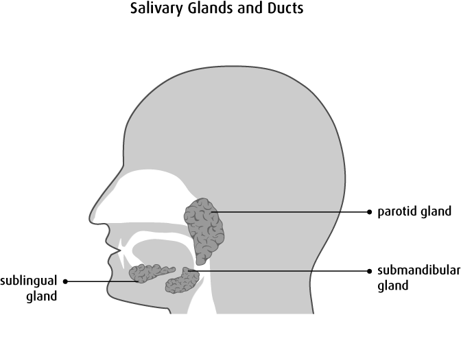 They Make And Release A Fluid Called Saliva - Salivary Gland (672x494), Png Download