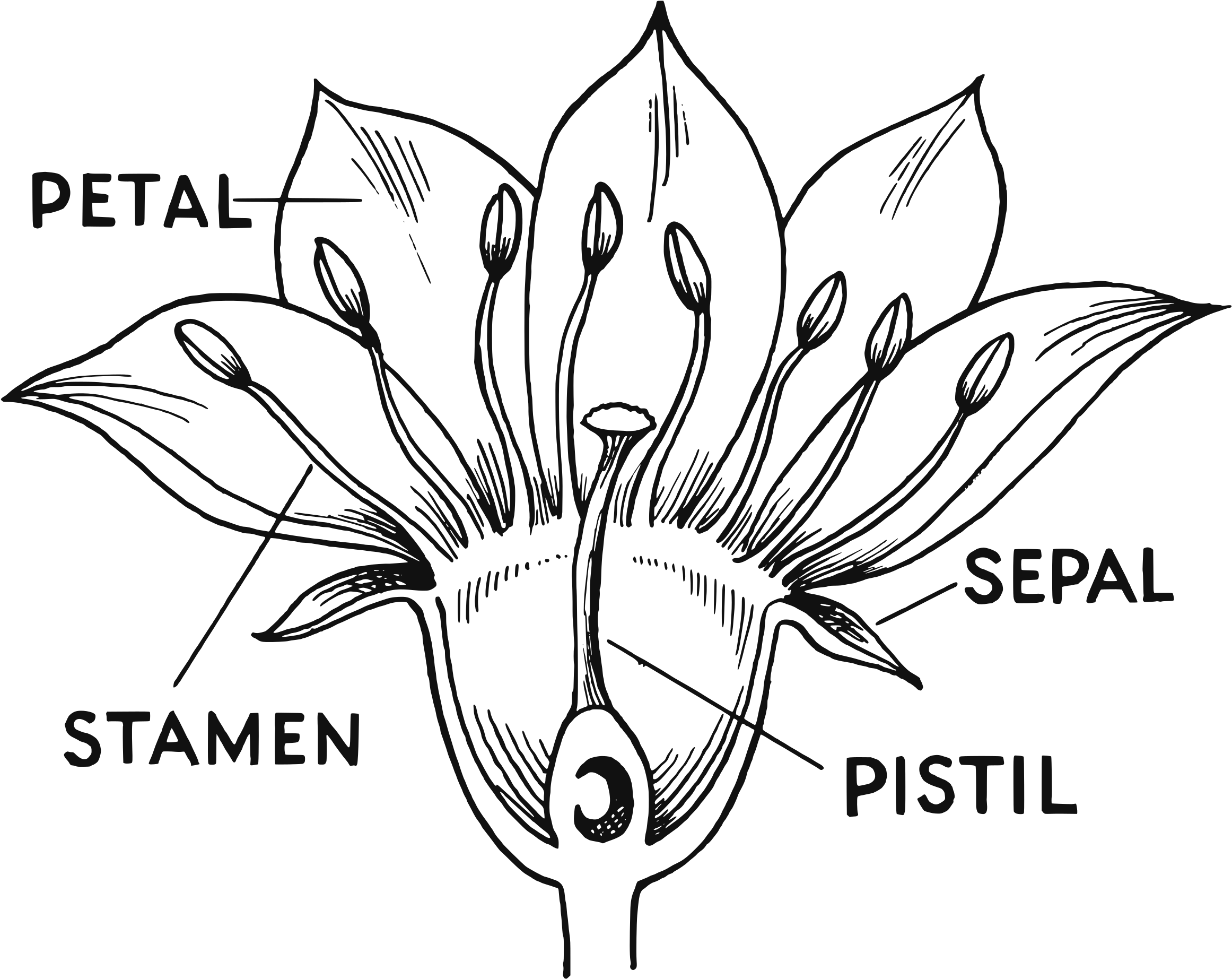 Flower Parts Icons Png - Different Part Of Flower (2400x2000), Png Download