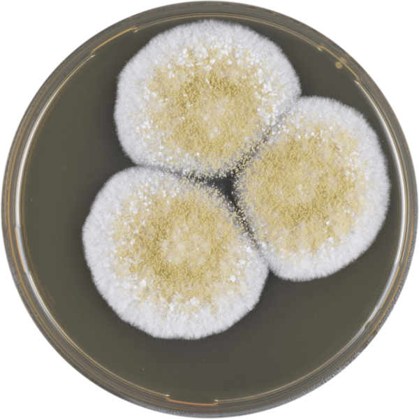 Aspergillus Avenaceus Meaox - Aspergillus Avenaceus (600x600), Png Download