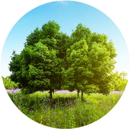 Beautiful-tree - Laptop (500x462), Png Download