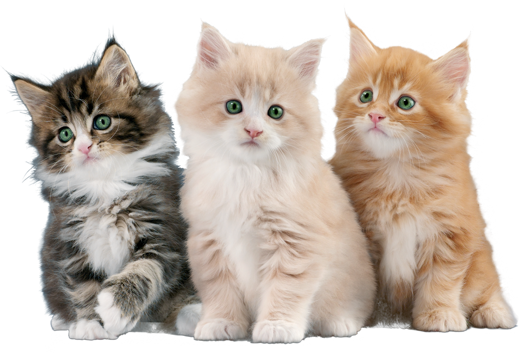 Gatos - Gatos Con Fondo Blanco (1024x696), Png Download