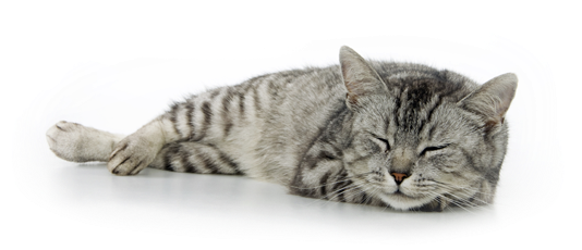 Alimento Natural Para Gatitos - Cat (550x232), Png Download