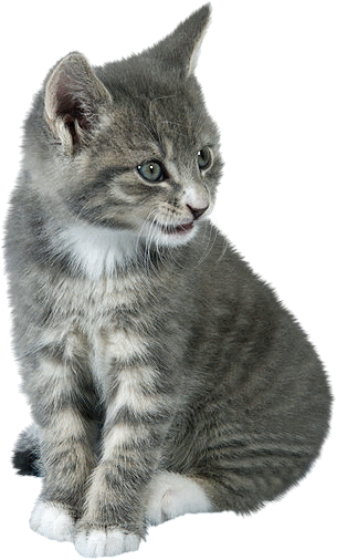 Gatos Gifs Imagenes - Gif De Gatos Png (305x506), Png Download