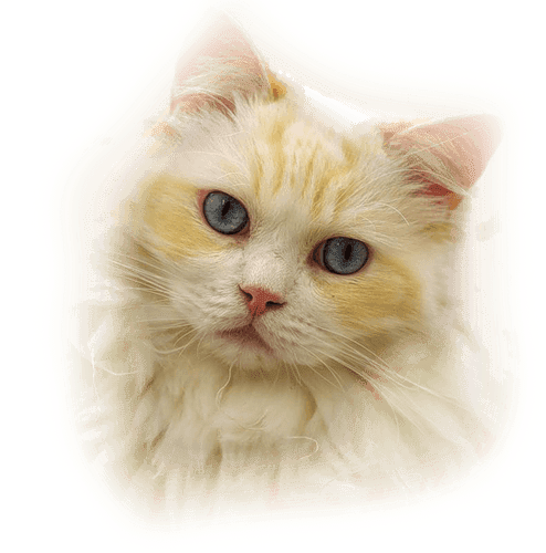 Press Question Mark To See Available Shortcut Keys - Gatos Con Fondo Transparente (494x500), Png Download