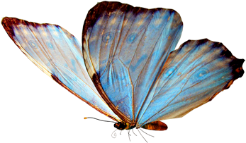 Image Rotator Jquery - Butterflies Aesthetic Transparent (960x360), Png Download