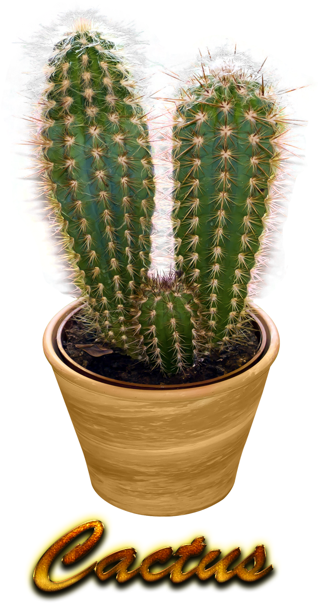Cactus Transparent (1154x1200), Png Download