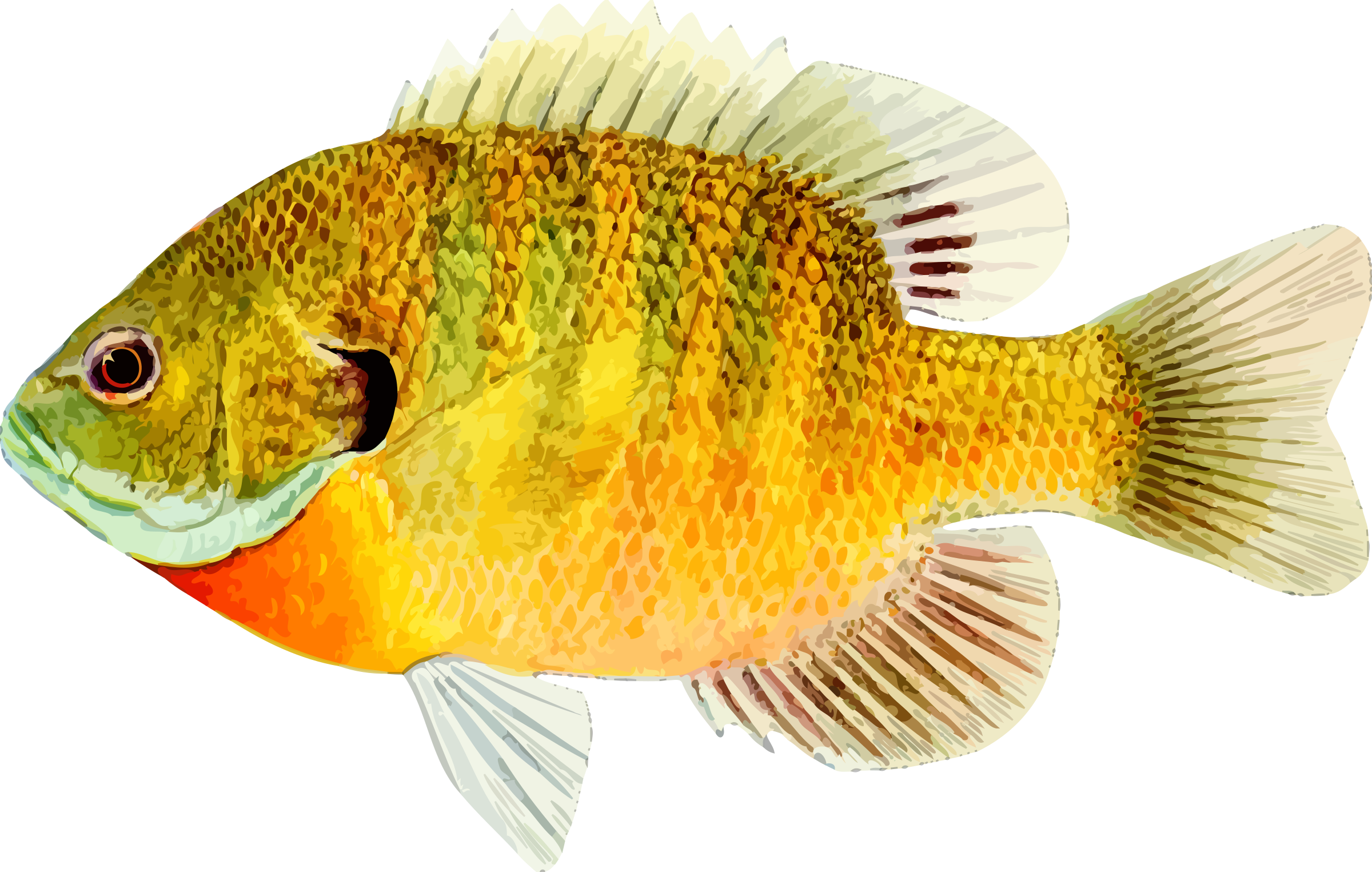 Free Free Photo Fish Download Jooinn - Fish Png (2400x1525), Png Download