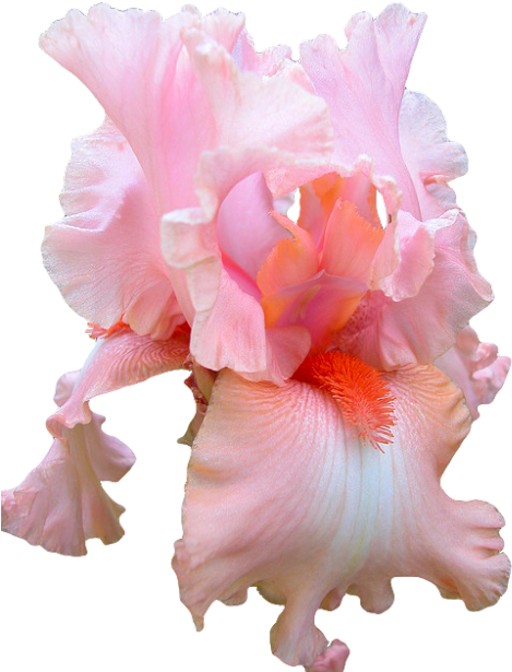 Fav Pink Png Transparent Iris Transparent Flowers Pink - Pink Iris Flower Png (500x625), Png Download