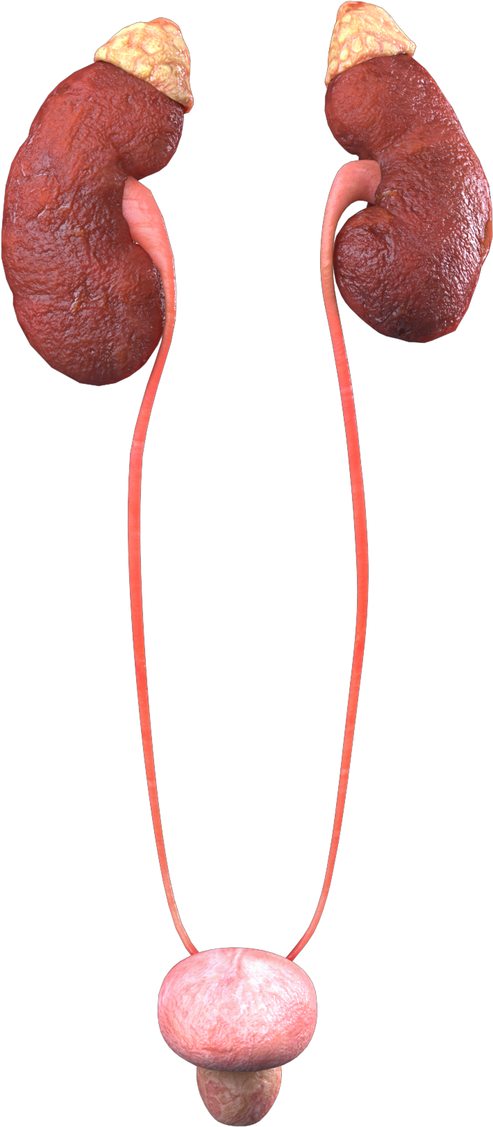 Guts 360 Urinary Only 184-copy - Earrings (915x1895), Png Download