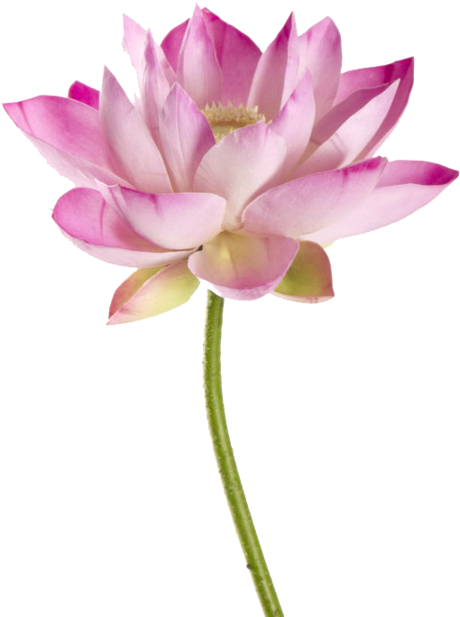 Sacred Lotus (800x800), Png Download
