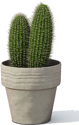 Cactus Png Image - Transparent Background Succulents Png (315x457), Png Download