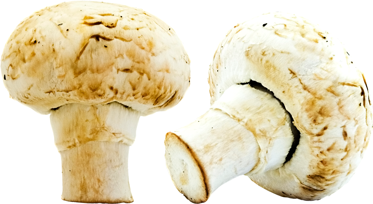 Mushroom Png Image With Transparent Background - Mushroom (1500x861), Png Download