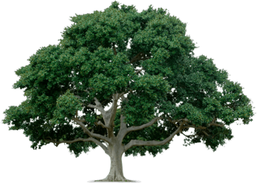Free Png Tree Png Images Transparent Tree With White Background Full Size Png Download Seekpng
