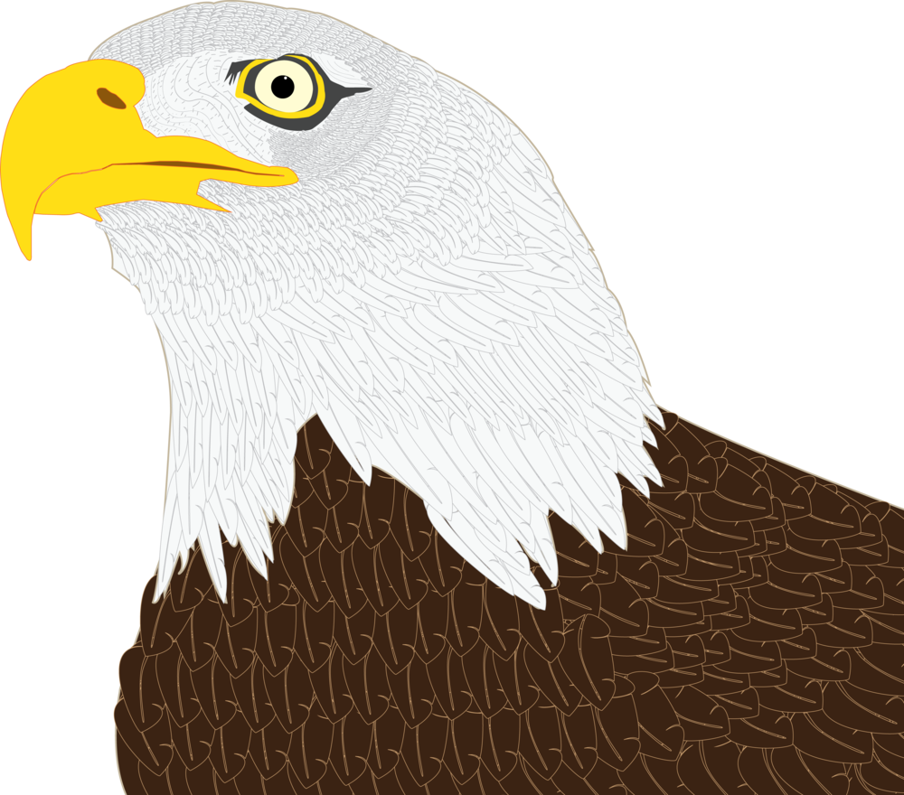 Eagle - Portable Network Graphics (1000x880), Png Download
