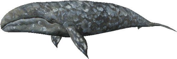 Gray Whale (587x587), Png Download