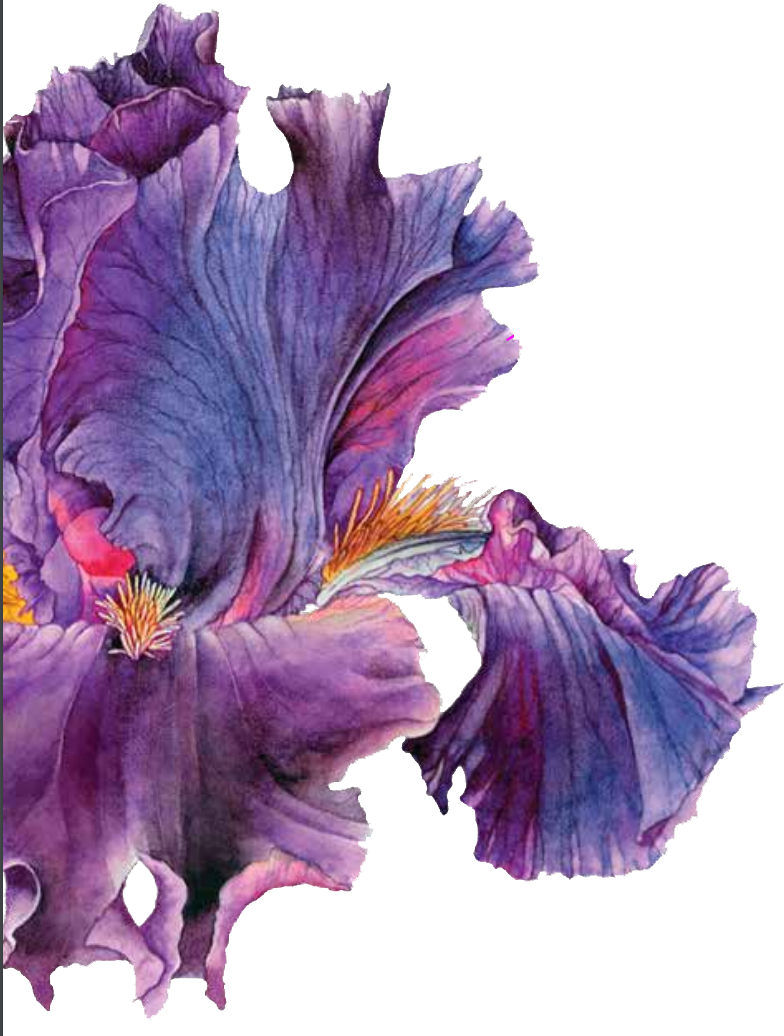 Back To All Case Studies - Bronnley - Iris Wild Cassis - Eau De Toilette 50ml (784x1036), Png Download