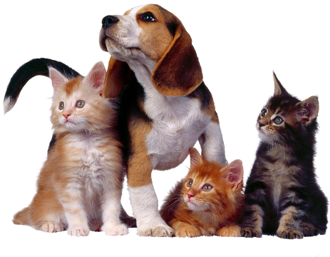 Dispomos De Um Espaço Moderno E Inovador, Totalmente - Three Kitten One Dog (465x390), Png Download