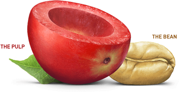 Fruit - Coffee Fruit (581x306), Png Download