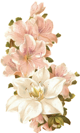 Bertha Maguire Pink Flowers - Flower Vintage Png (282x515), Png Download