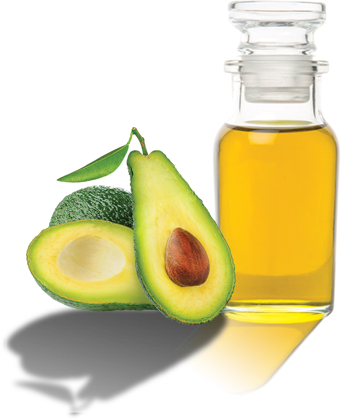 Vector Freeuse Grupo Madivi - Avocado Oil Logo Png (696x870), Png Download