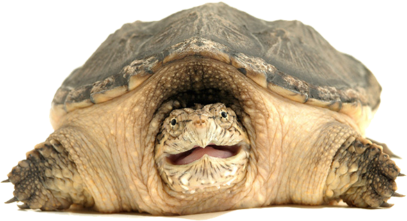Turtle Png - Transparent Snapping Turtle (600x333), Png Download