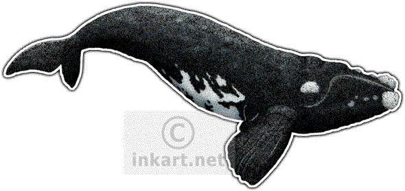 Southern Right Whale - Animals In Massachusetts (590x279), Png Download