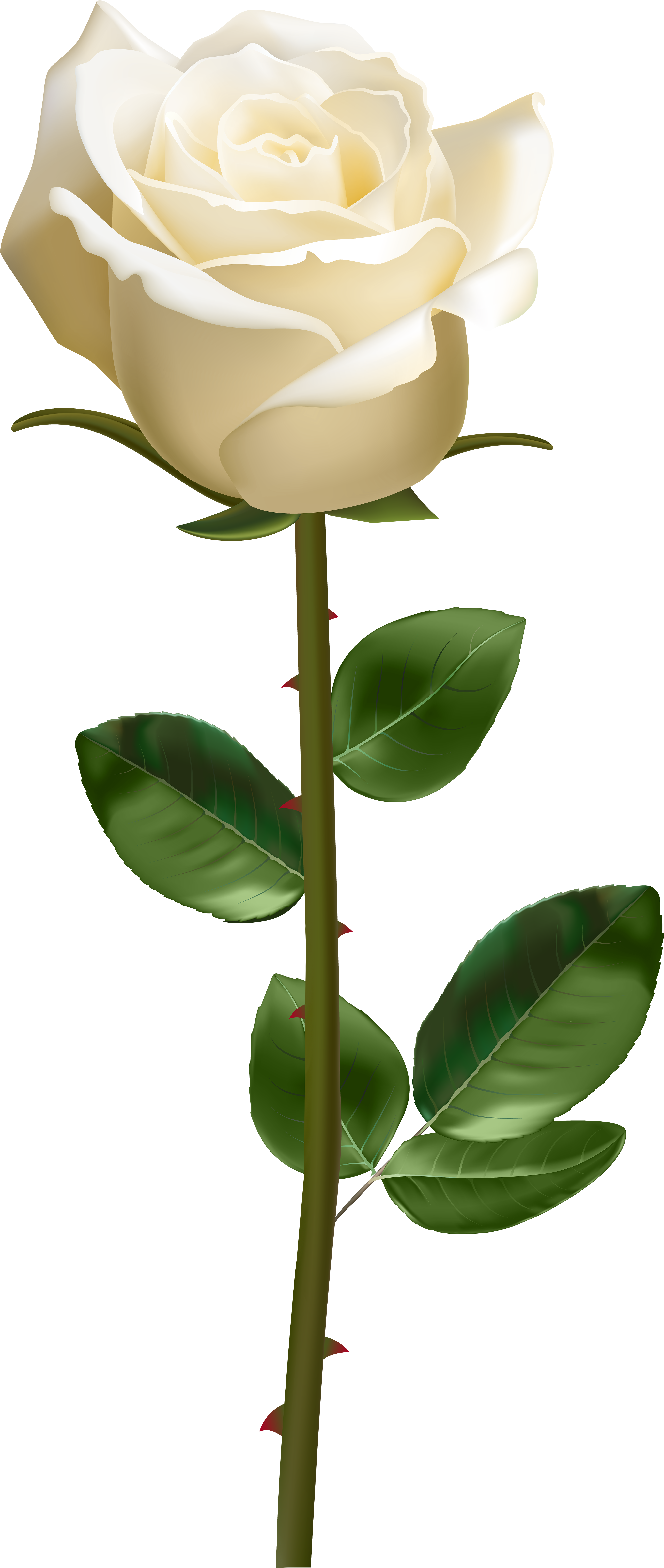 White Rose With Stem (3394x8000), Png Download