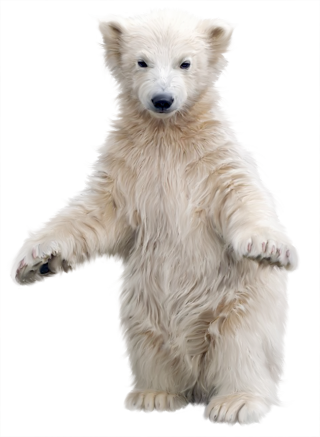 Polar Bear Transparent Background (650x889), Png Download