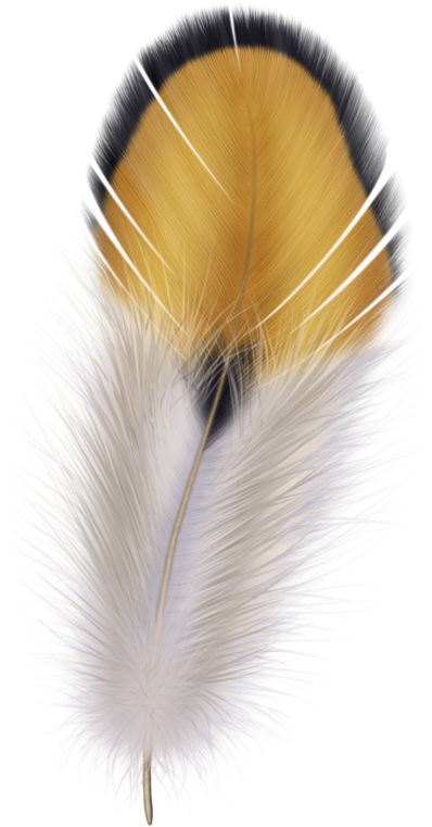 Feather Png - Fur Bird Png (300x564), Png Download