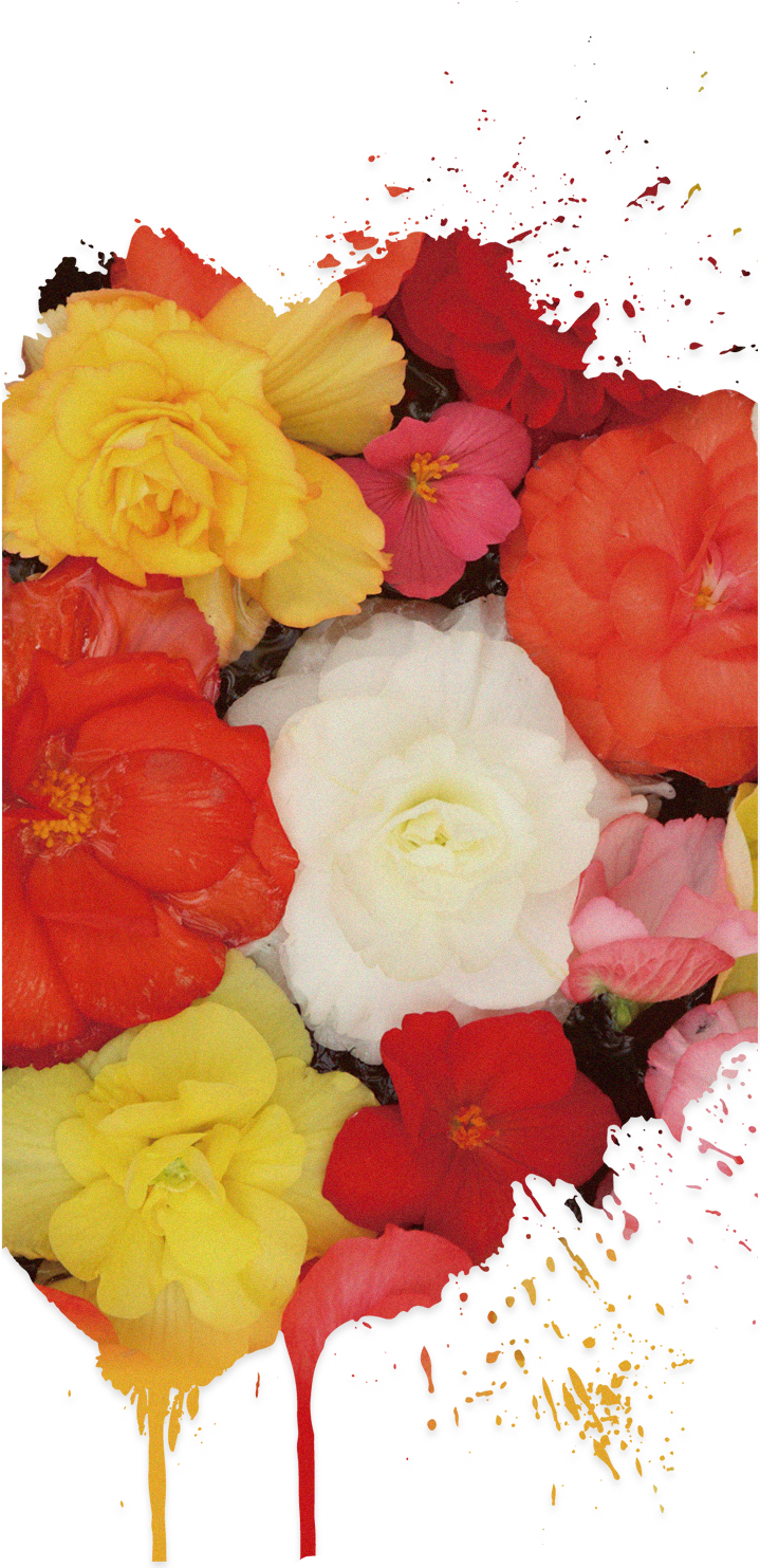 Backplate 3pb0100126l A009 V=1511158494 - Bouquet (2000x2000), Png Download