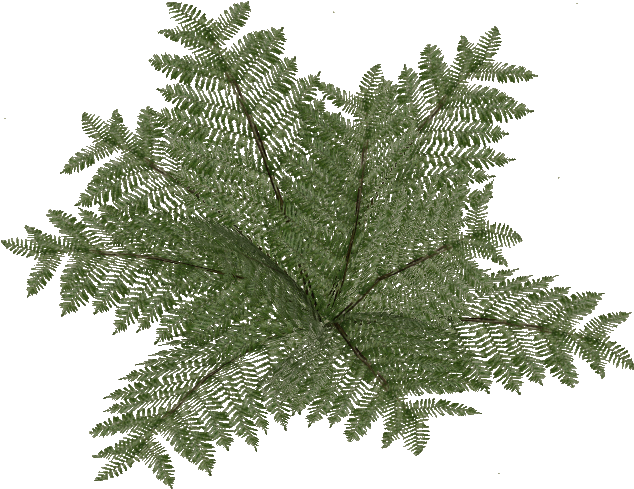 Bracken Fern 1 - Wiki (633x633), Png Download