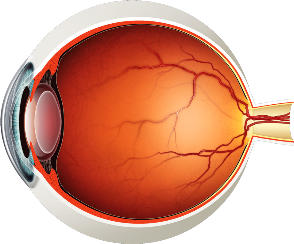 Human Eye Without Labeling (984x824), Png Download