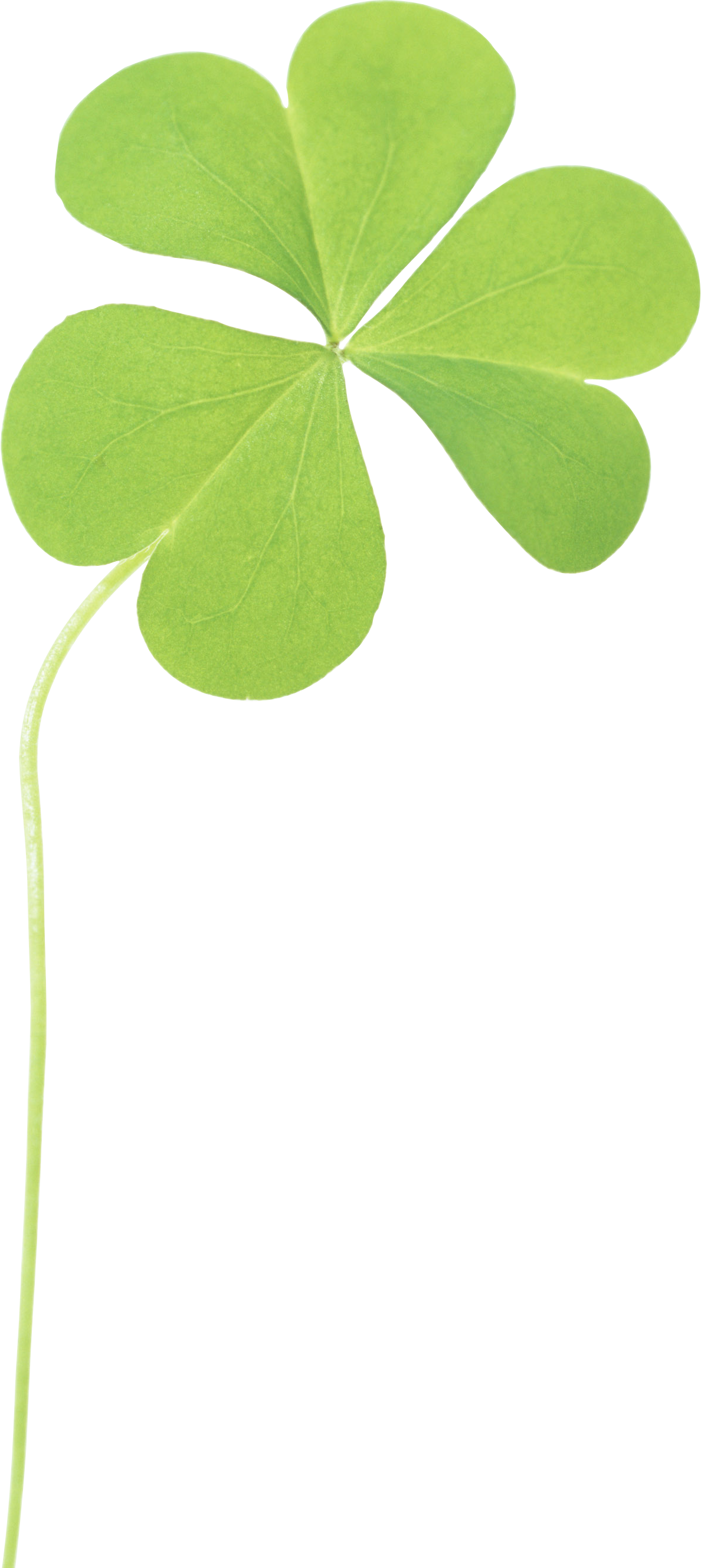 Clover Png Image - Clover (1188x2657), Png Download