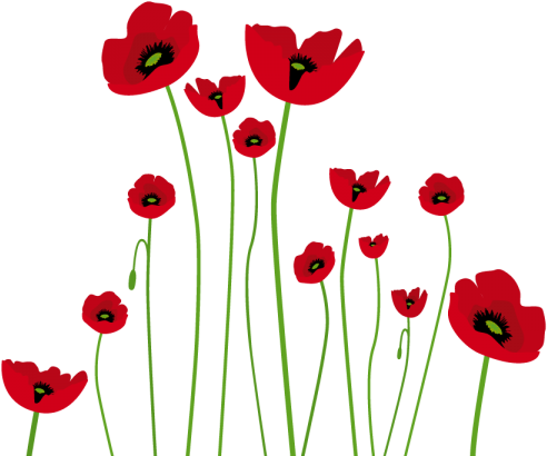 Vinilo Amapolas Pen Palmail Pinterest Watercolor Flowers - Poppy Vector (600x600), Png Download