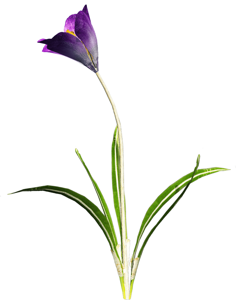 Crocus Purple Flower Png - Portable Network Graphics (847x1199), Png Download