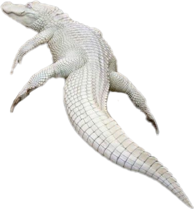 Sticker Albino Crocodile Alligator Reptile - Reptile (385x413), Png Download